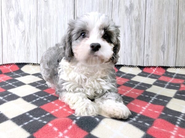 Cava Poo-DOG-Female-BLUE WHITE-2672-Petland Hilliard, Ohio