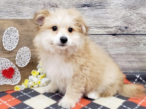 Pomachon-DOG-Female-Orange Sable-2677-Petland Hilliard, Ohio