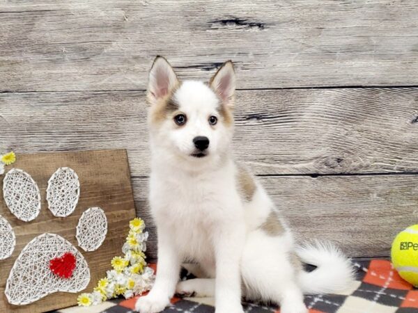 Pomsky DOG Female Brown & White 2678 Petland Hilliard, Ohio