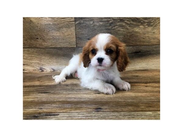 Cavalier King Charles Spaniel DOG Male Blenheim 2682 Petland Hilliard, Ohio