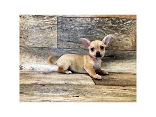 Chihuahua-DOG-Male-Red-2683-Petland Hilliard, Ohio