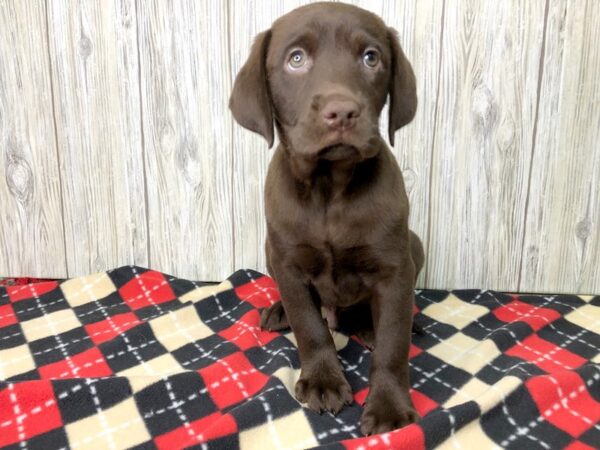 Labrador Retriever-DOG-Male-Chocolate-2681-Petland Hilliard, Ohio