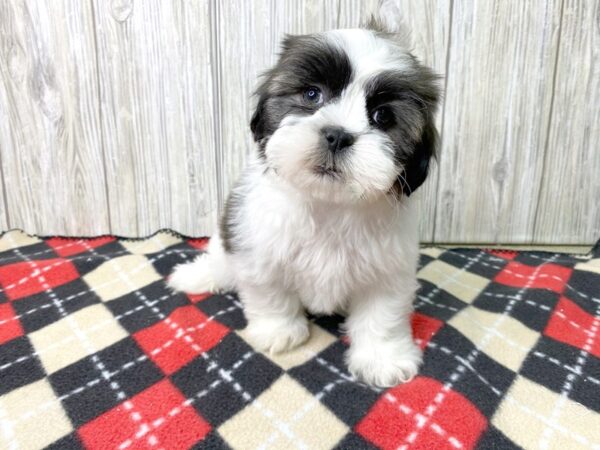 Teddy-DOG-Female-brown white-2690-Petland Hilliard, Ohio