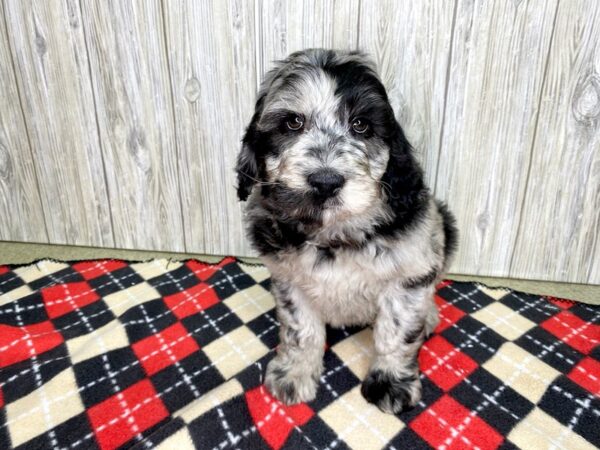 Goldendoodle-DOG-Male-Blue Merle-2686-Petland Hilliard, Ohio