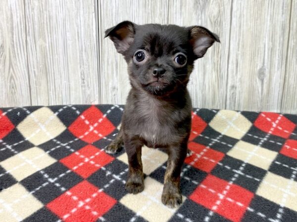 Chihuahua-DOG-Female-BLK TAN-2693-Petland Hilliard, Ohio