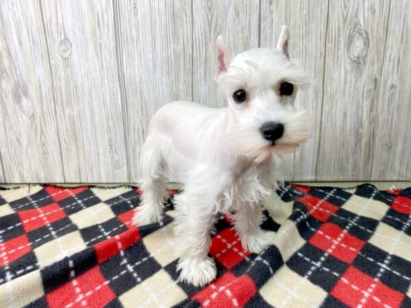 Miniature Schnauzer DOG Male WHITE 2694 Petland Hilliard, Ohio