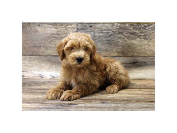 Goldendoodle Mini 2nd Gen-DOG-Male-Light Red-2696-Petland Hilliard, Ohio