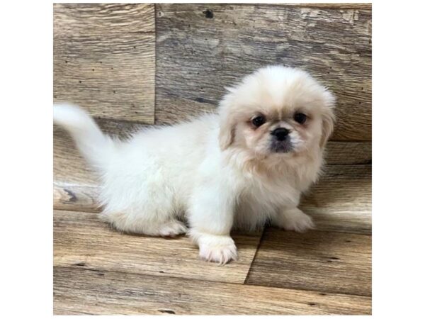 Pekingese-DOG-Female-Cream-2708-Petland Hilliard, Ohio