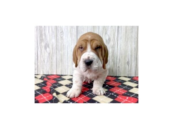 Walrus-DOG-Male-Fawn & White-2702-Petland Hilliard, Ohio