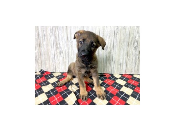 German Shepherd-DOG-Female-Black and Tan-2703-Petland Hilliard, Ohio