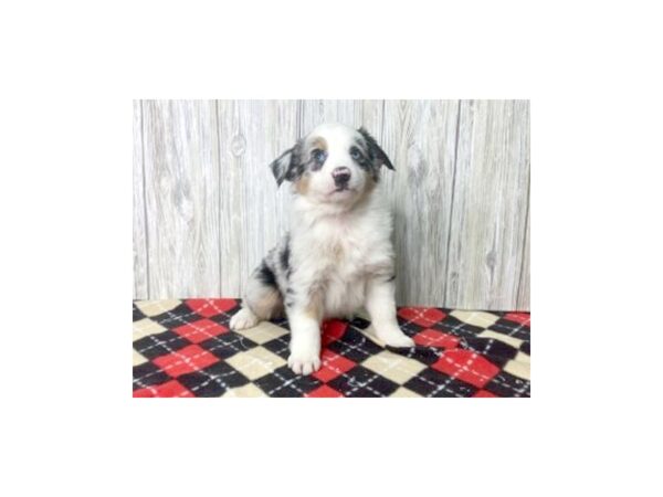 Mini Aussie-DOG-Male-BLUE MERLE-2704-Petland Hilliard, Ohio