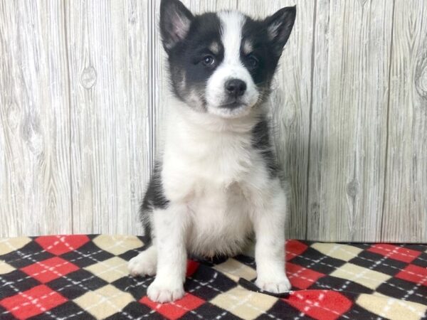 Pomskimo-DOG-Male-blk white-2706-Petland Hilliard, Ohio