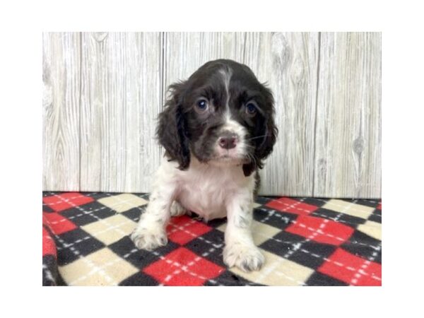 Cocker Spaniel DOG Male CHOC WHITE 2707 Petland Hilliard, Ohio