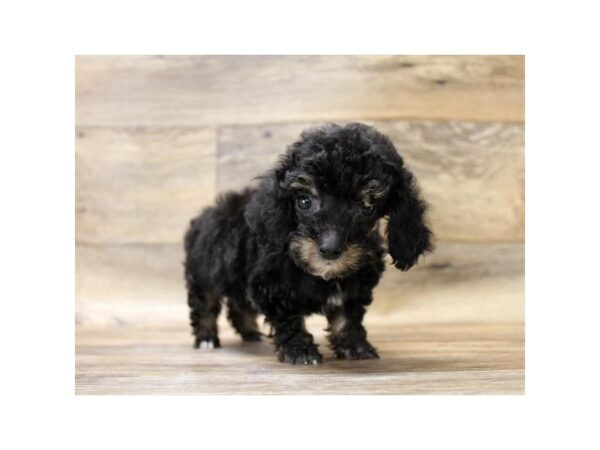 Poodle DOG Male Phantom 2715 Petland Hilliard, Ohio