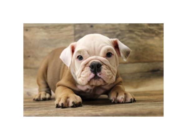 Bulldog-DOG-Female-Red / White-2717-Petland Hilliard, Ohio