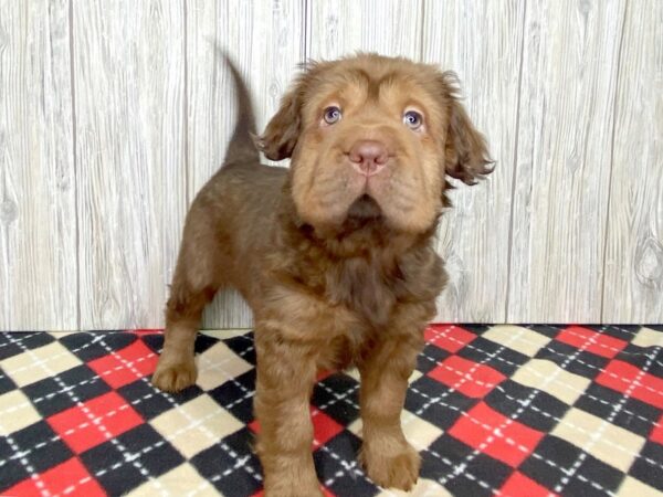 Mini Hippo-DOG-Female-BUFF-2713-Petland Hilliard, Ohio