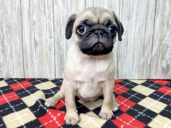 Pug-DOG-Female-FAWN-2714-Petland Hilliard, Ohio