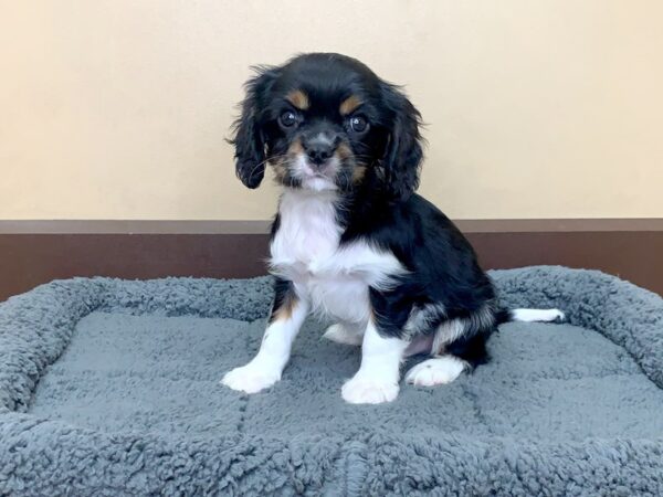 Cavalier King Charles Spaniel DOG Male Black Tan / White 2732 Petland Hilliard, Ohio