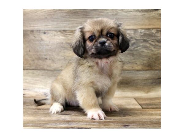 Pekingese-DOG-Female-Fawn Sable-2726-Petland Hilliard, Ohio