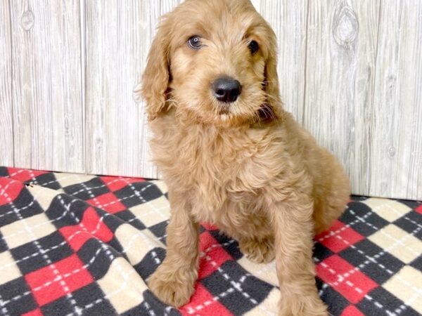 2nd Generation Mini Goldendoodle-DOG-Male--2722-Petland Hilliard, Ohio