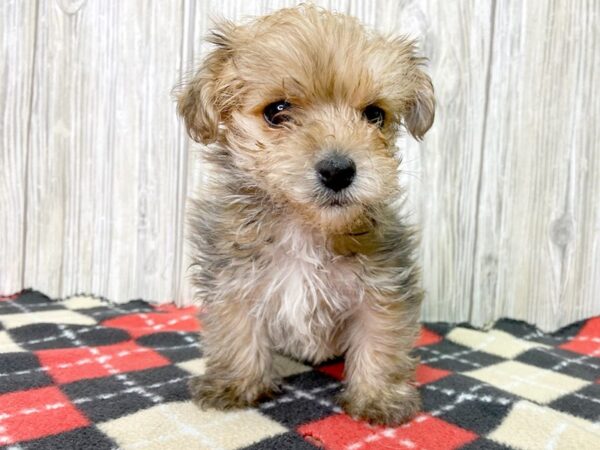 Yorkie Poo-DOG-Male-BEIGE-2733-Petland Hilliard, Ohio