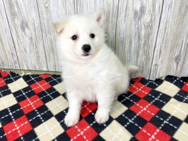 Pomsky DOG Female WHT 2729 Petland Hilliard, Ohio