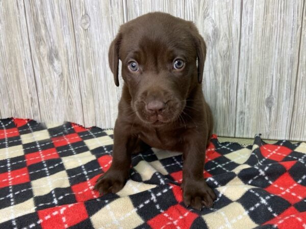 Labrador Retriever-DOG-Female-Chocolate-2727-Petland Hilliard, Ohio