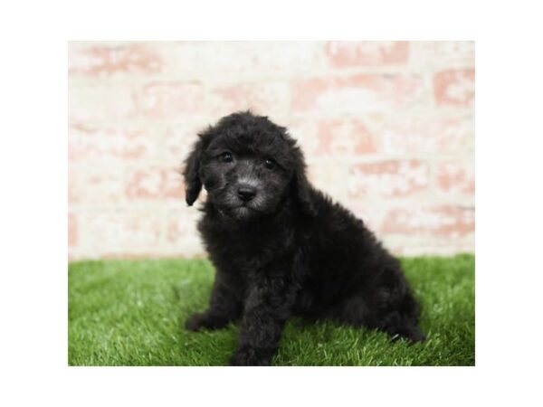 Poodle DOG Male Black 2738 Petland Hilliard, Ohio