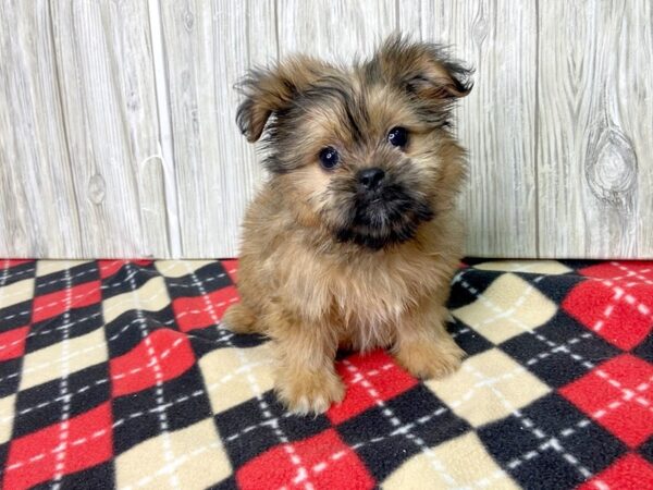 Shiranian-DOG-Female-Gold-2737-Petland Hilliard, Ohio