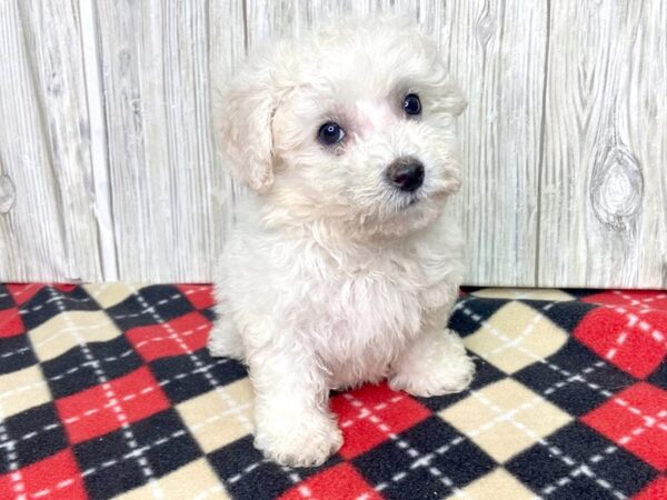 ShizaPoo-DOG-Female-Cream-2735-Petland Hilliard, Ohio