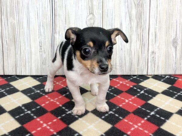 Rat Terrier Puppy Tri Colored Id 2736