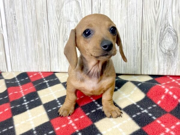 Dachshund-DOG-Female-Red-2734-Petland Hilliard, Ohio