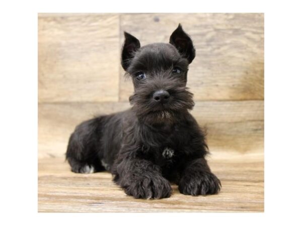 Miniature Schnauzer DOG Female Black 2741 Petland Hilliard, Ohio