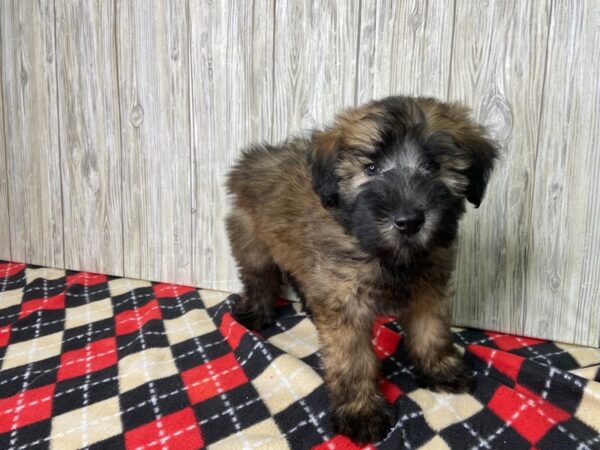 Soft Coated Wheaten Terrier DOG Male Brown with black tips 2740 Petland Hilliard, Ohio