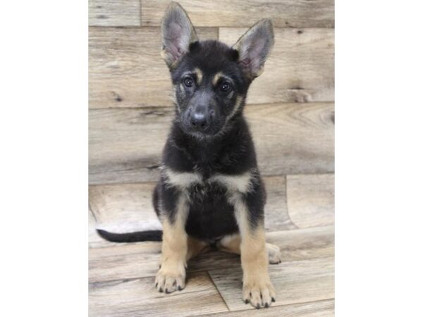 German Shepherd Dog-DOG-Male-Black / Tan-2751-Petland Hilliard, Ohio