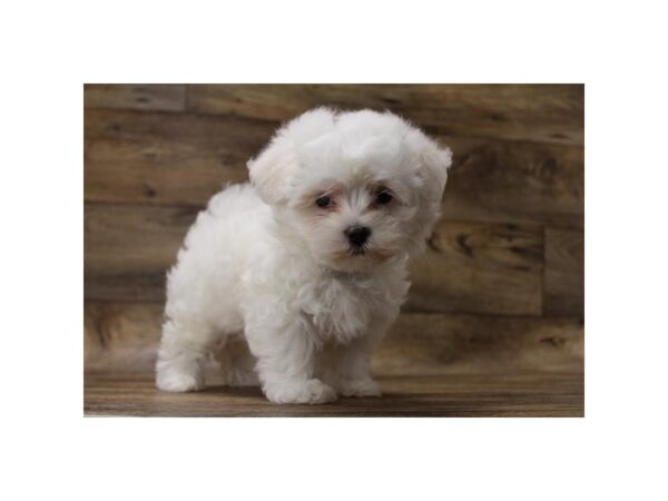 Maltese DOG Female White 2752 Petland Hilliard, Ohio