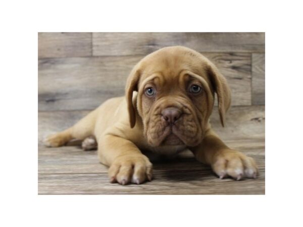 Dogue De Bordeaux-DOG-Female-Red-2756-Petland Hilliard, Ohio