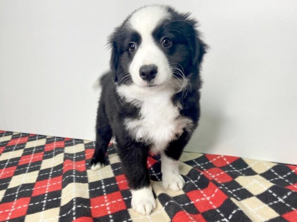 Aussie Mo-DOG-Male-Sable & White-2753-Petland Hilliard, Ohio