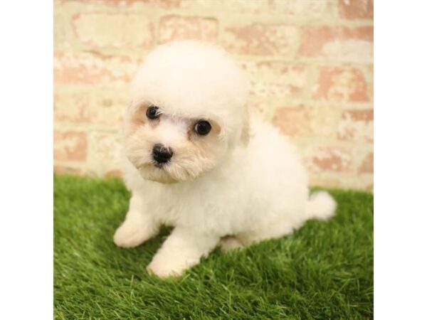 Bichapoo-DOG-Male-White-2758-Petland Hilliard, Ohio