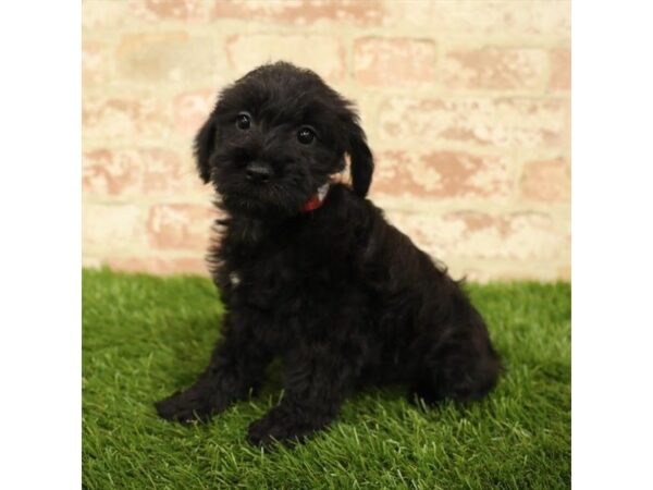 Schnoodle DOG Female Black 2759 Petland Hilliard, Ohio