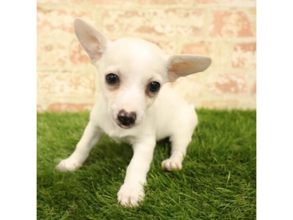 Chihuahua DOG Male Cream 2761 Petland Hilliard, Ohio