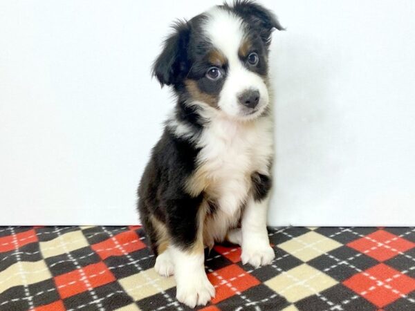 Miniature Australian Shepherd-DOG-Male-BLK TRI-2762-Petland Hilliard, Ohio