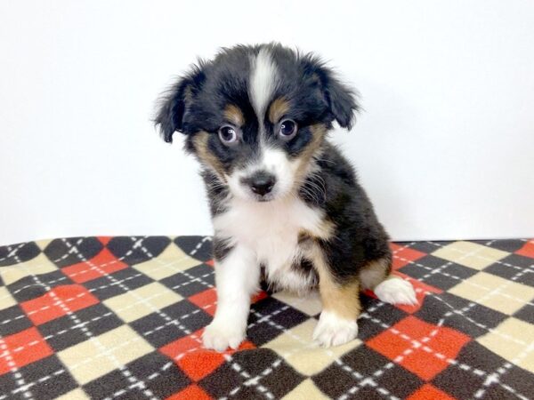 Miniature Australian Shepherd-DOG-Female-TRI-2763-Petland Hilliard, Ohio