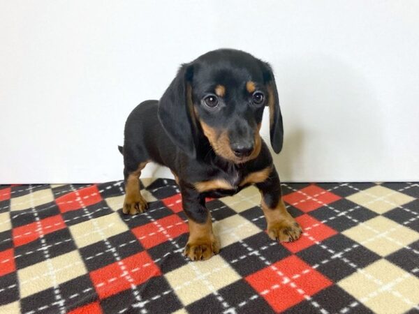 Dachshund-DOG-Male-BLK TAN-2764-Petland Hilliard, Ohio