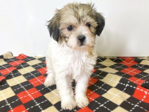 Teddy-DOG-Female-BROWN WHITE-2768-Petland Hilliard, Ohio