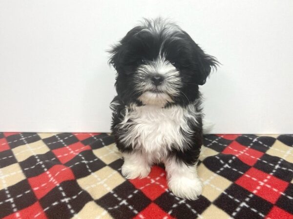 Malshi-DOG-Male-Black / White-2773-Petland Hilliard, Ohio