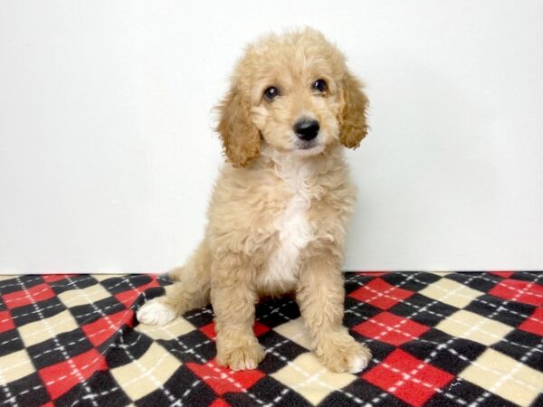 Goldendoodle Mini-DOG-Female-Golden-2772-Petland Hilliard, Ohio