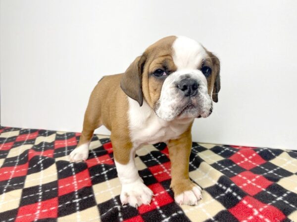 Bulldog-DOG-Female-Red-2774-Petland Hilliard, Ohio