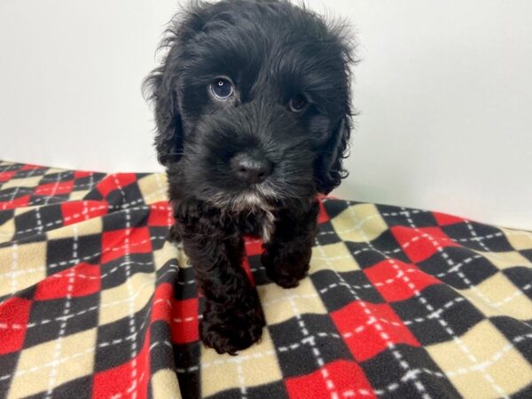 Cocker Schnauzer-DOG-Male-BLACK-2790-Petland Hilliard, Ohio