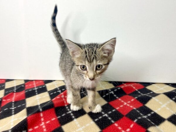 Adopt A Pet Kitten-CAT-Male-Brown tabby-2788-Petland Hilliard, Ohio